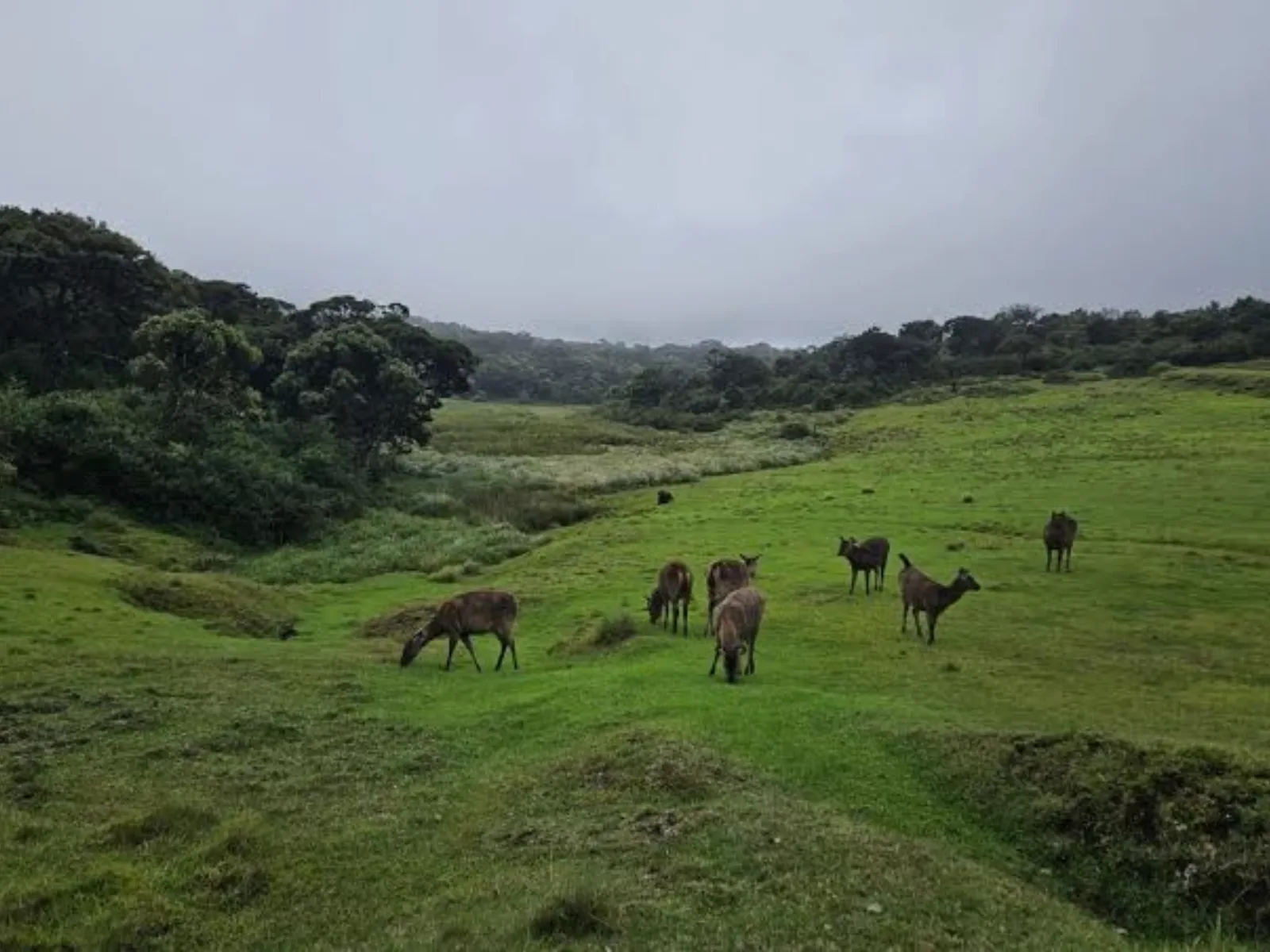 The sheer drop at World's End on the Horton Plains plateau