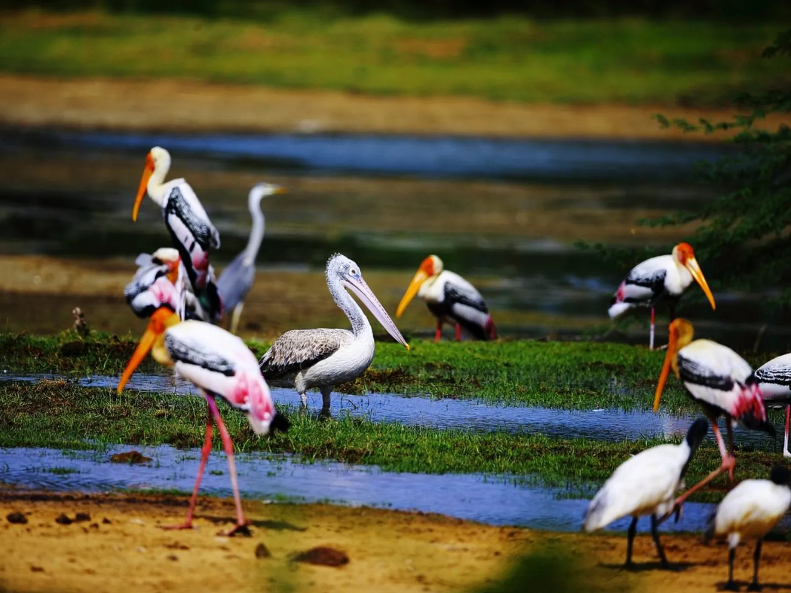Waterbirds nesting in the lagoons of Kumana National Park