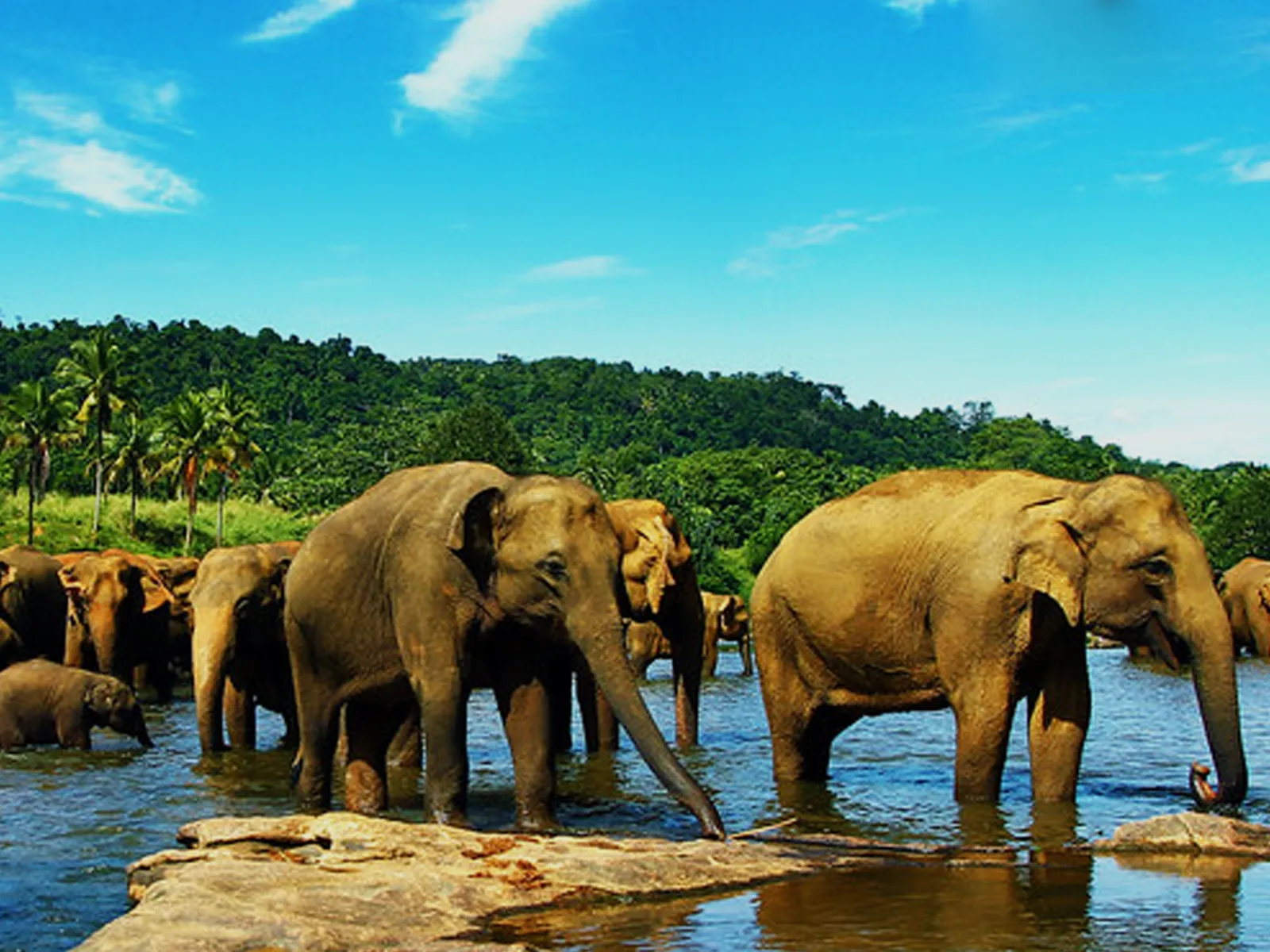 A herd of elephants bathing in the river at Pinnawala Elephant Orphanage