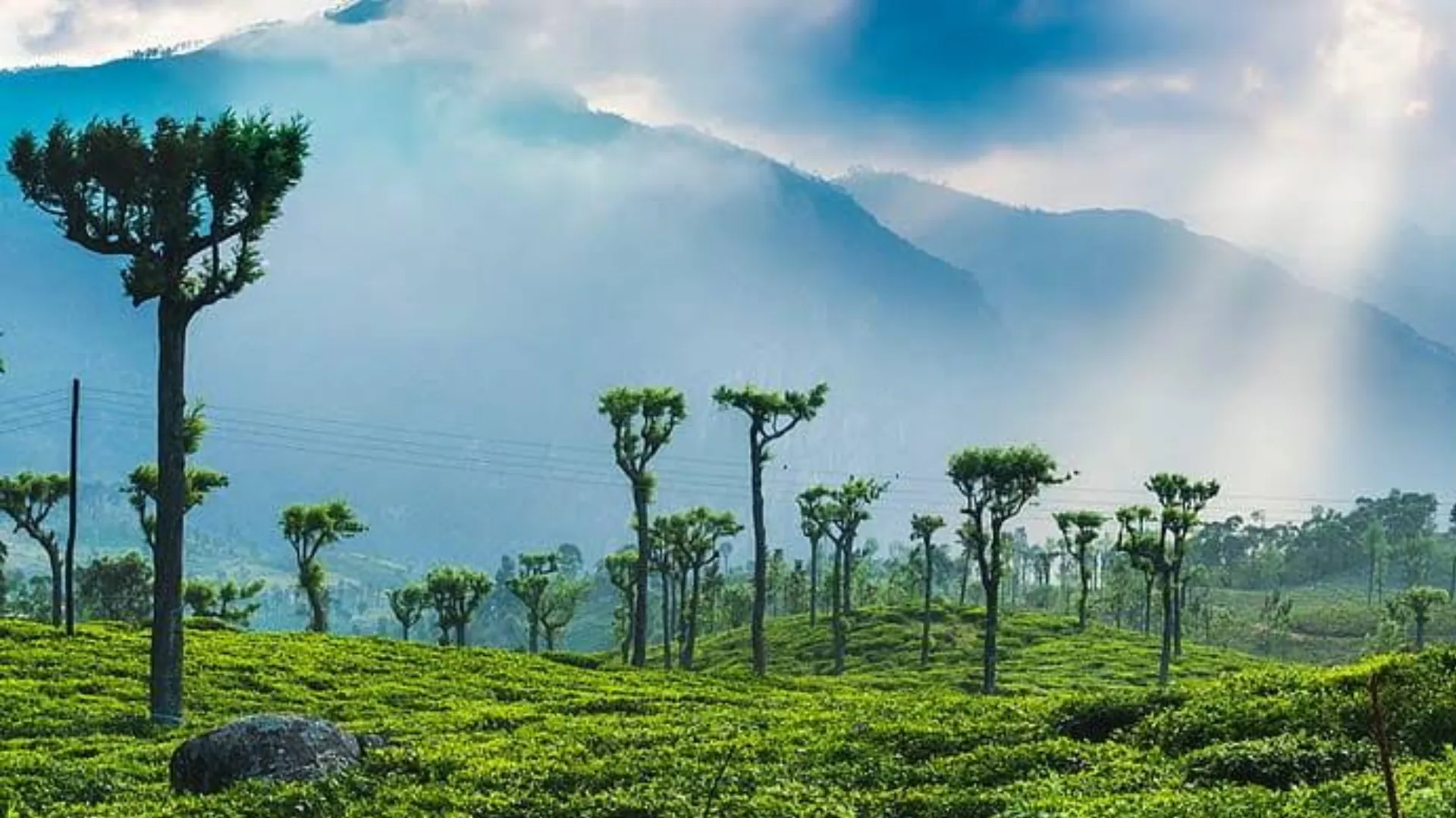 Distinctive pruned trees rising above tea fields in Sri Lanka's misty hill country