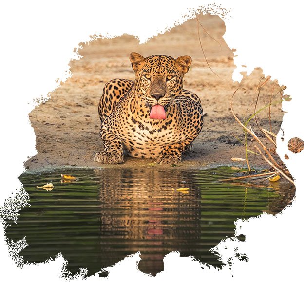 A Sri Lankan leopard drinking from a watering hole, its reflection visible in the still water