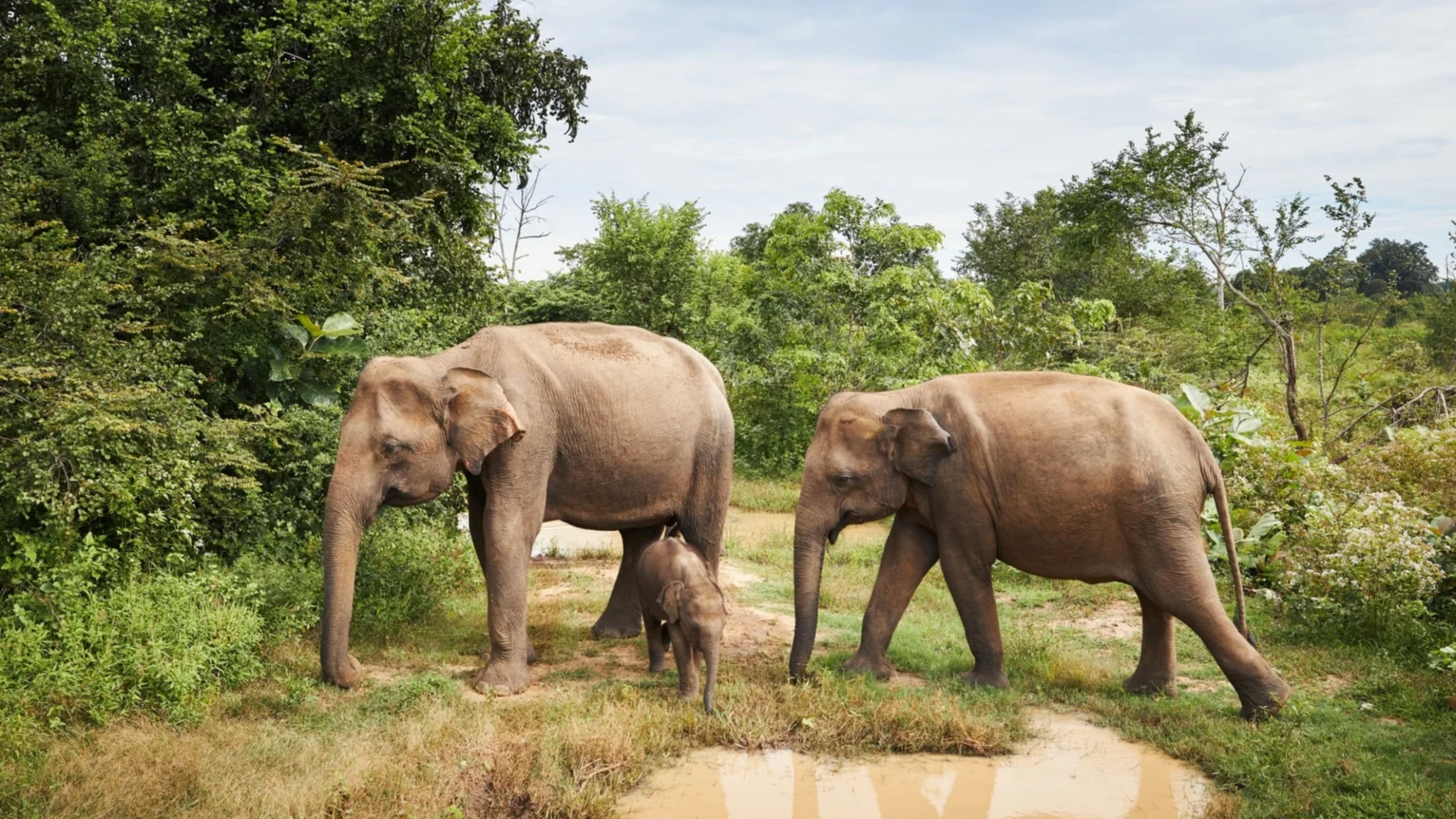 A family of wild elephants beside a watering hole in Udawalawe National Park