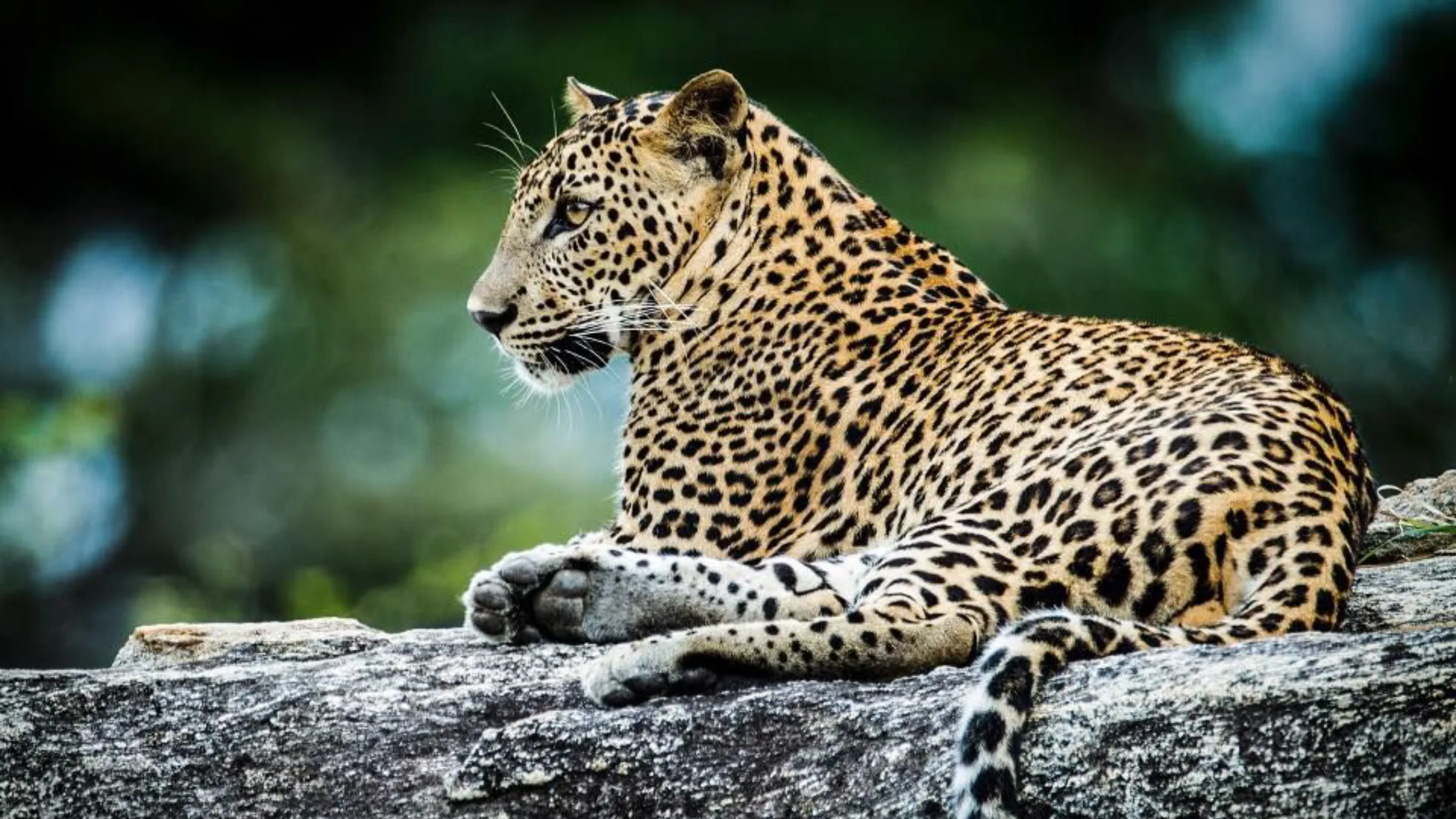 A Sri Lankan leopard resting on a rock in Yala National Park